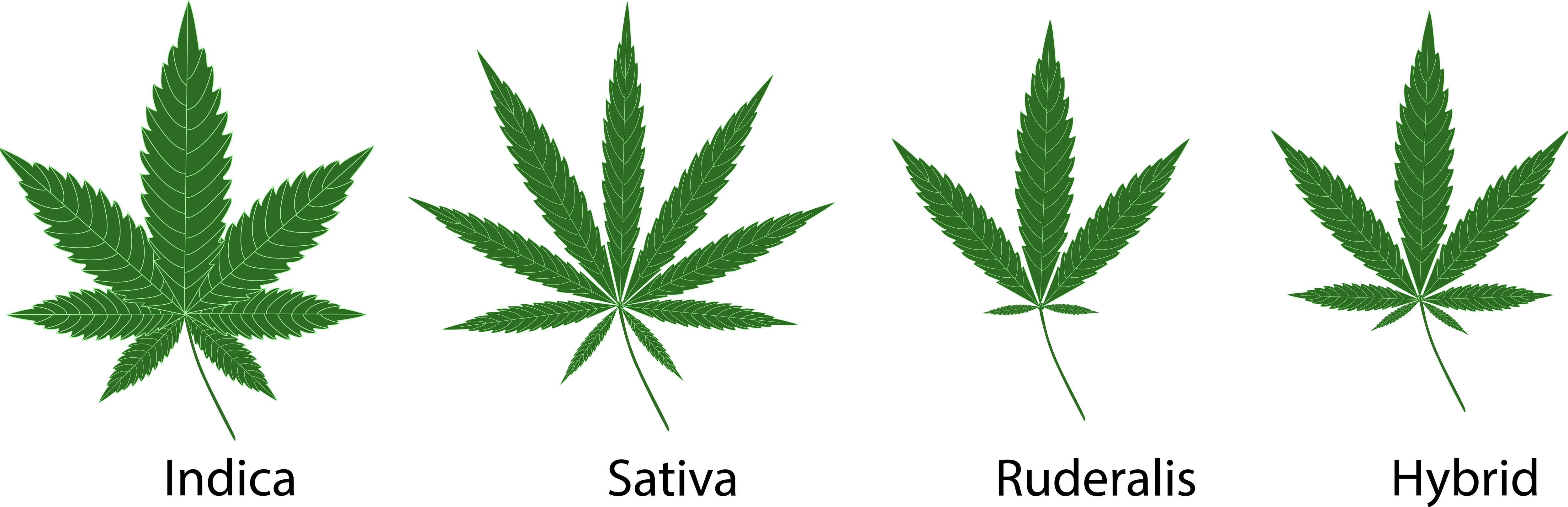 Weed strains sativa indica ruderalis